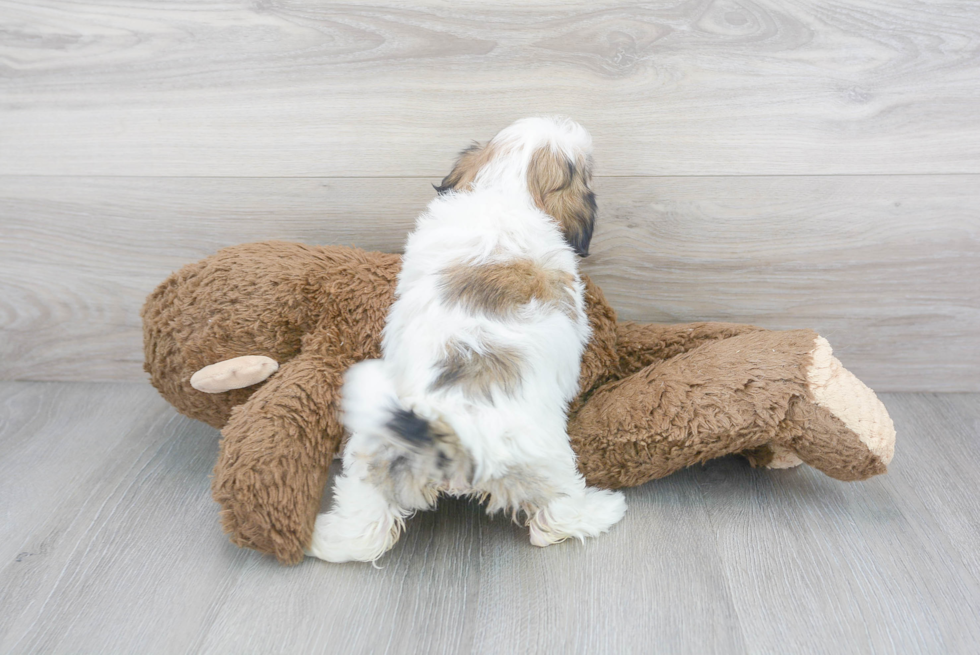 Energetic Shichon Designer Puppy