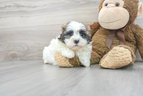 Teddy Bear Pup Being Cute