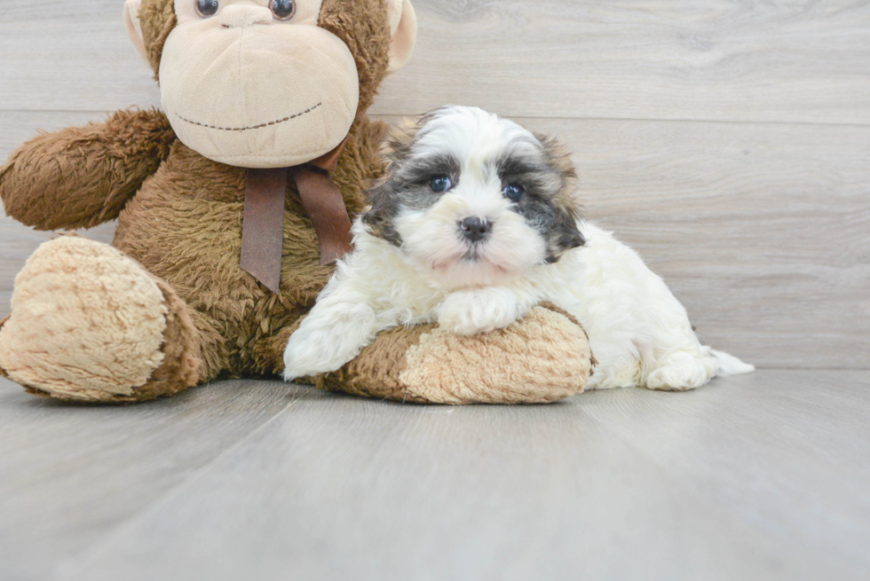 Energetic Shichon Designer Puppy