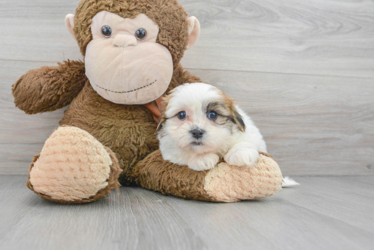 Teddy Bear Puppy for Adoption