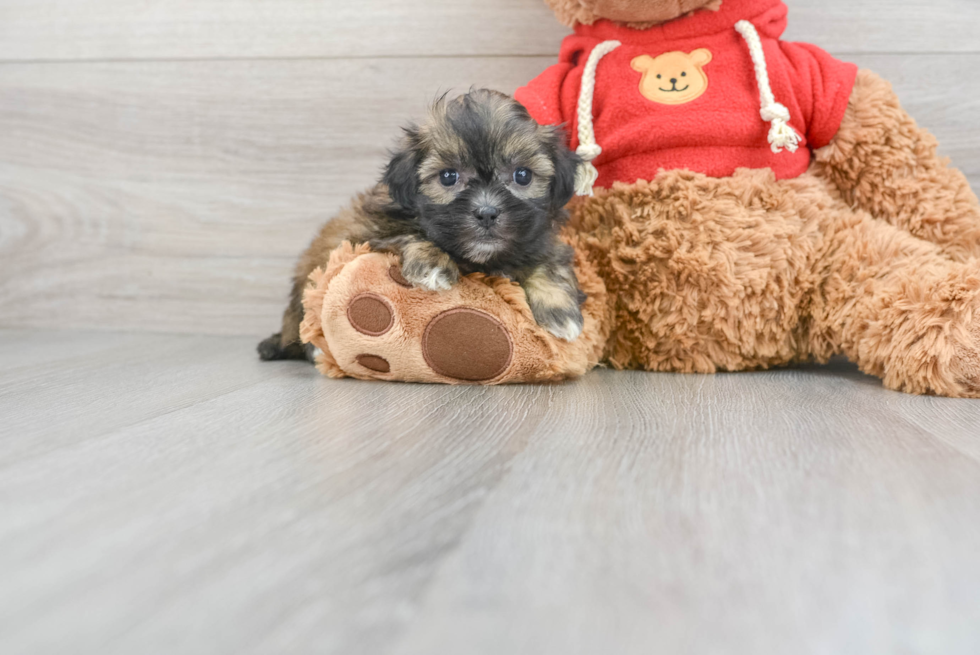 Teddy Bear Pup Being Cute