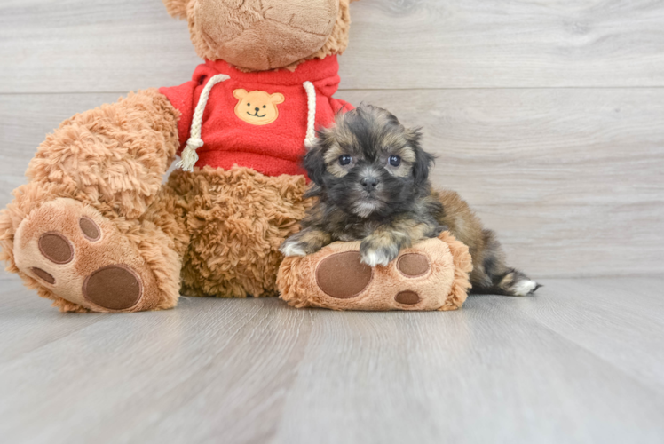 Best Teddy Bear Baby