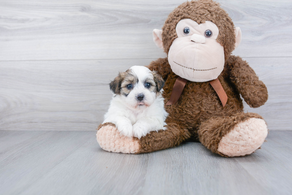 Teddy Bear Pup Being Cute