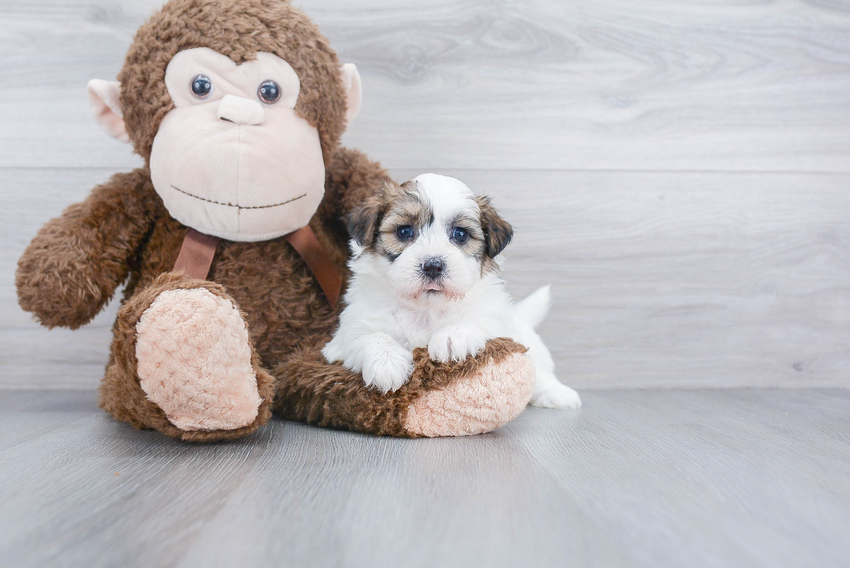Teddy Bear Pup Being Cute