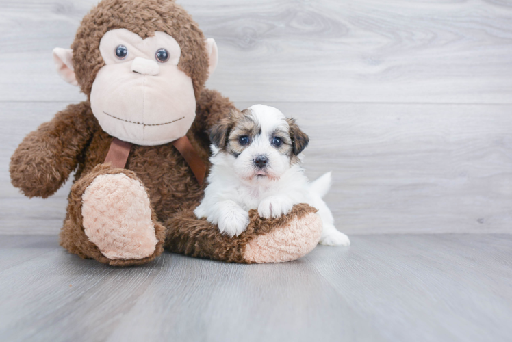 Teddy Bear Pup Being Cute