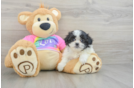 Smart Teddy Bear Designer Pup