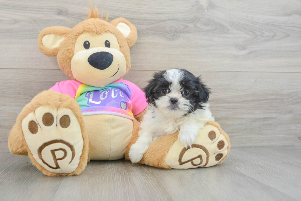 Smart Teddy Bear Designer Pup