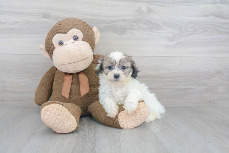 Teddy Bear Pup Being Cute