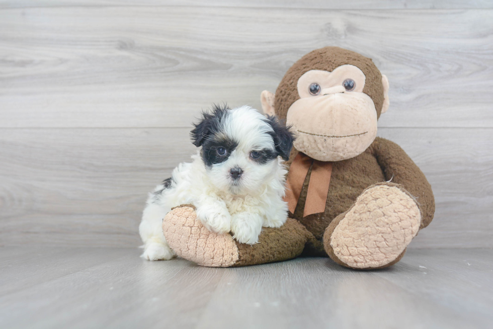 Smart Teddy Bear Designer Pup