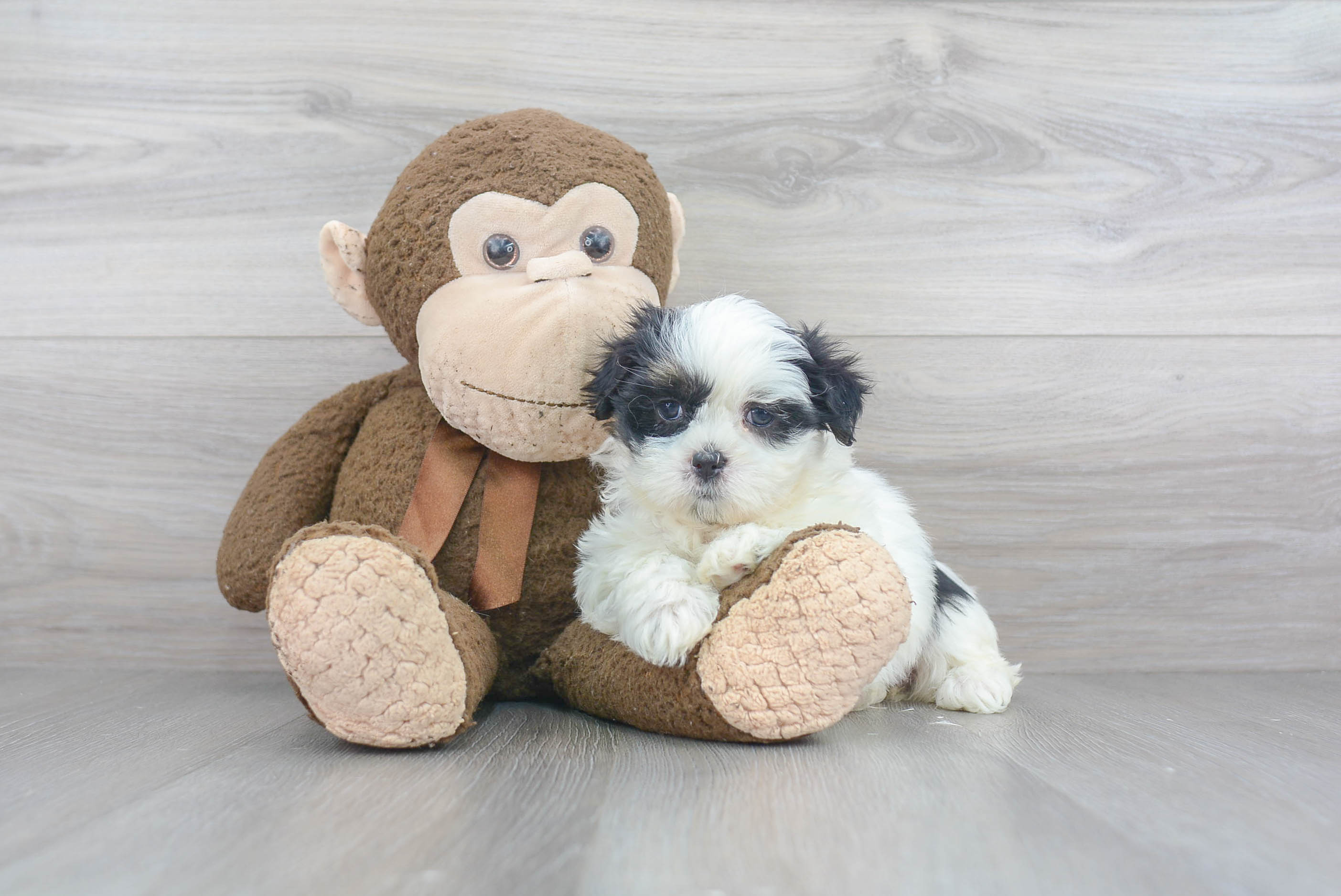 Best Teddy Bear Baby