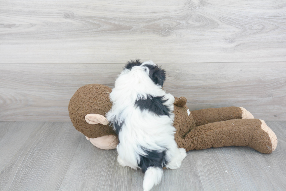 Teddy Bear Pup Being Cute