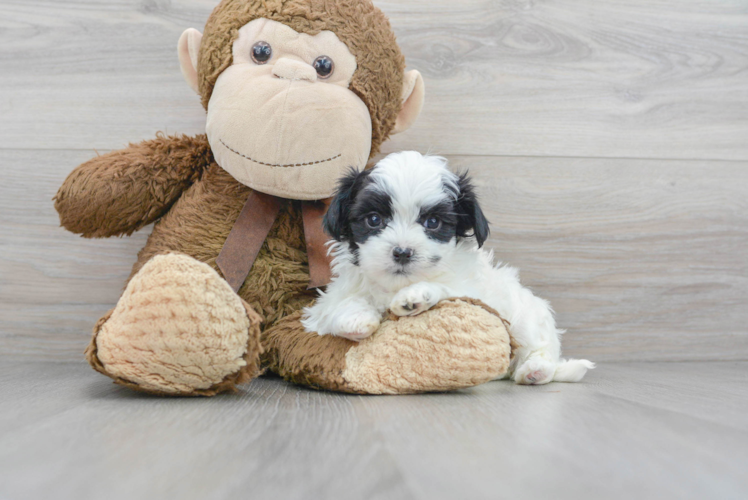 Fluffy Teddy Bear Designer Pup