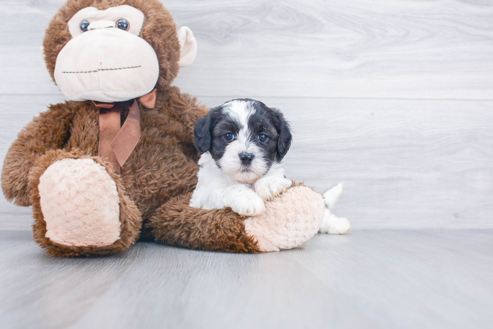 Teddy Bear Pup Being Cute