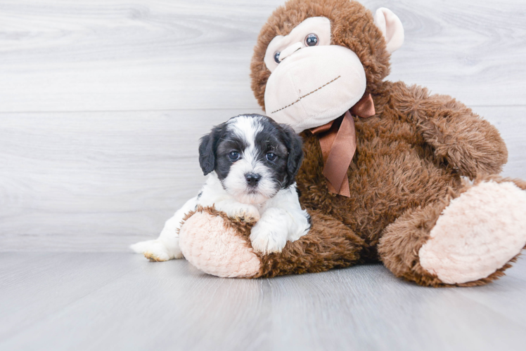 Energetic Shichon Designer Puppy