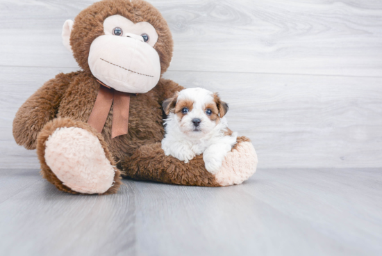 Popular Teddy Bear Designer Pup