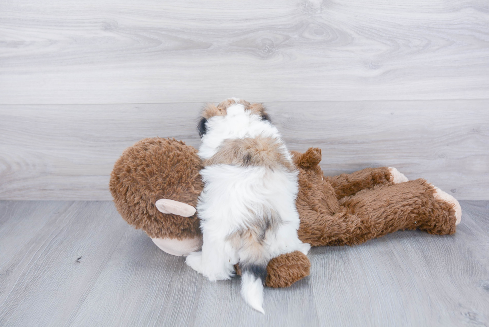 Smart Teddy Bear Designer Pup