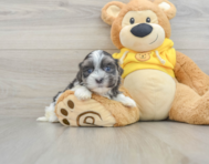 8 week old Teddy Bear Puppy For Sale - Premier Pups