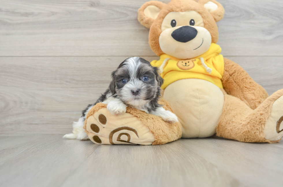 6 week old Teddy Bear Puppy For Sale - Premier Pups