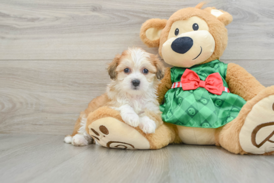 Popular Teddy Bear Designer Pup