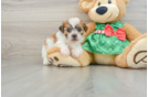 Fluffy Teddy Bear Designer Pup