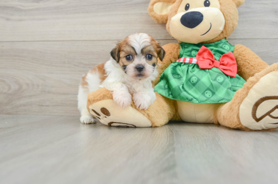 Fluffy Teddy Bear Designer Pup