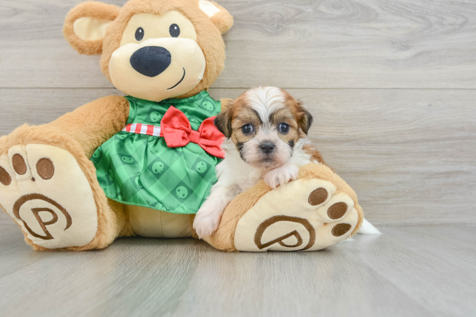 Teddy Bear Puppy for Adoption