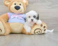 9 week old Teddy Bear Puppy For Sale - Premier Pups