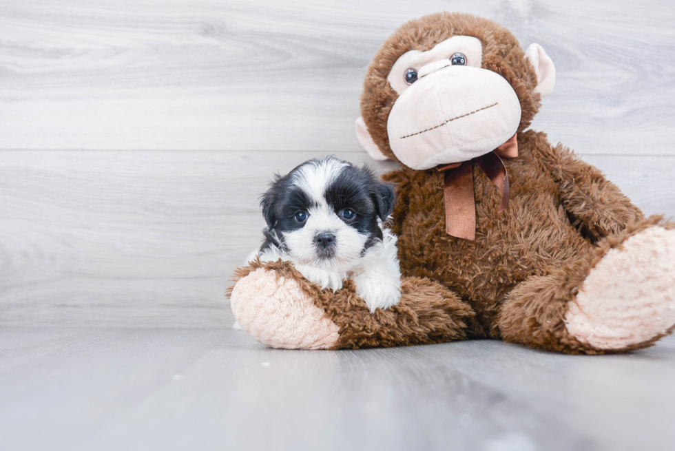 Teddy Bear Pup Being Cute