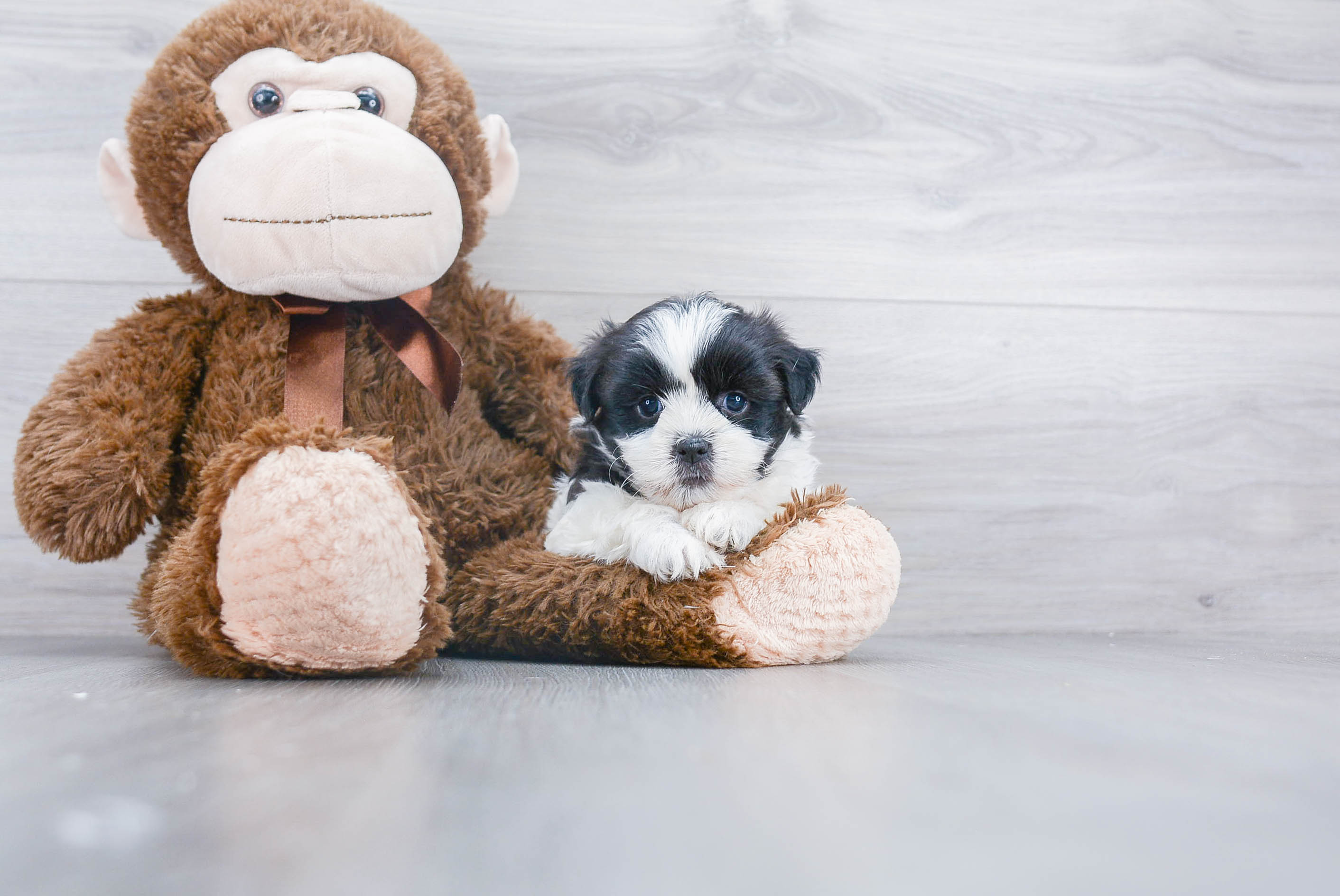 Funny Teddy Bear Designer Pup