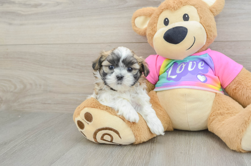 6 week old Teddy Bear Puppy For Sale - Premier Pups