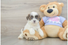 Popular Teddy Bear Designer Pup