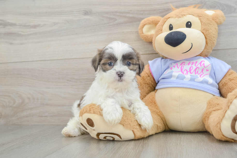 Popular Teddy Bear Designer Pup