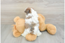 Teddy Bear Pup Being Cute