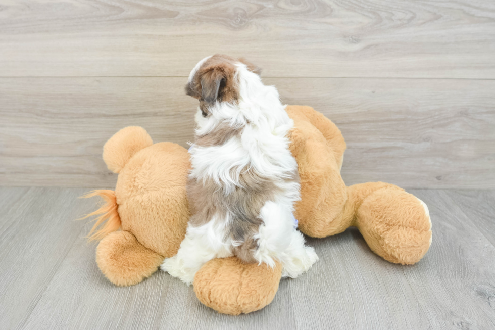 Teddy Bear Pup Being Cute
