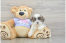 Adorable Shichon Designer Puppy