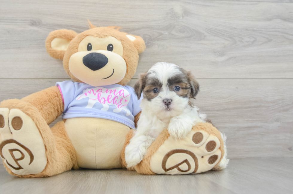 6 week old Teddy Bear Puppy For Sale - Premier Pups