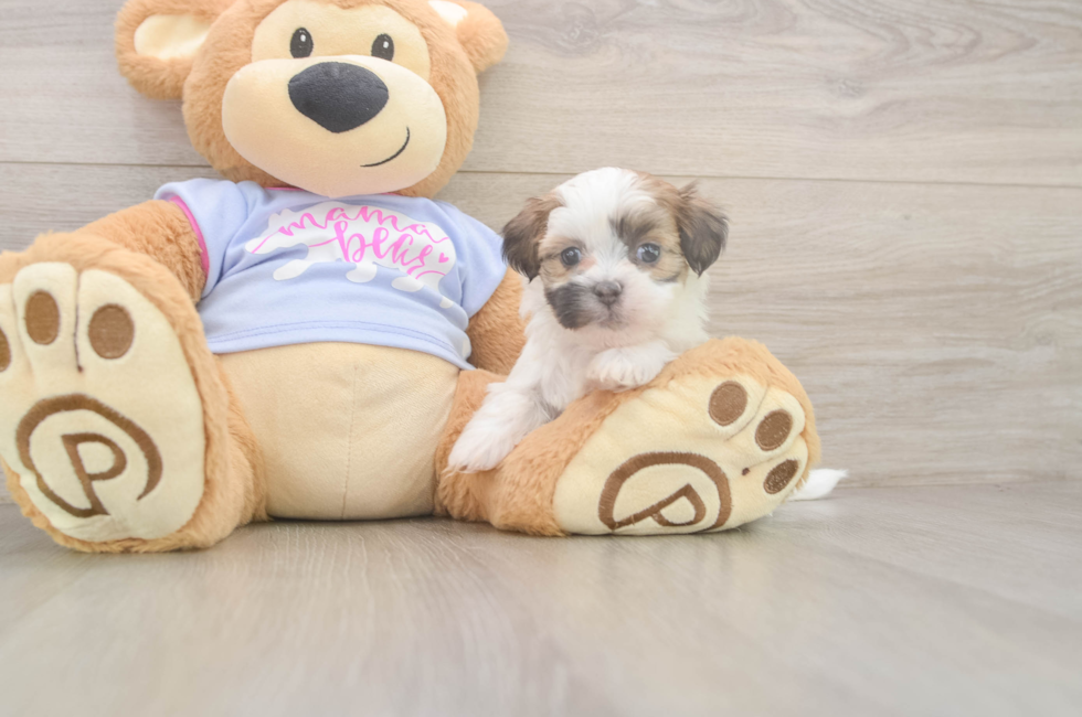 5 week old Teddy Bear Puppy For Sale - Premier Pups