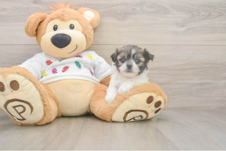Teddy Bear Puppy for Adoption