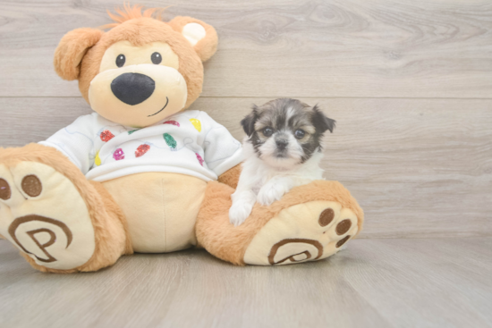 Teddy Bear Puppy for Adoption