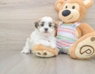 5 week old Teddy Bear Puppy For Sale - Premier Pups