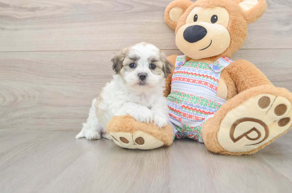 5 week old Teddy Bear Puppy For Sale - Premier Pups