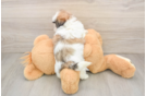 Smart Teddy Bear Designer Pup