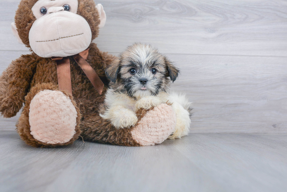 Teddy Bear Puppy for Adoption