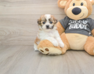 7 week old Teddy Bear Puppy For Sale - Premier Pups