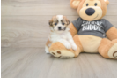 Friendly Teddy Bear Baby