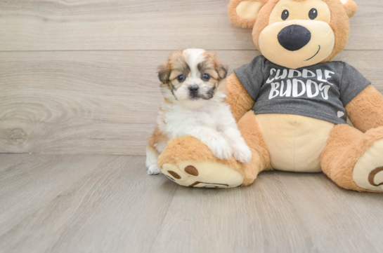 Friendly Teddy Bear Baby