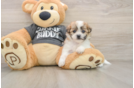 Little Shichon Designer Puppy