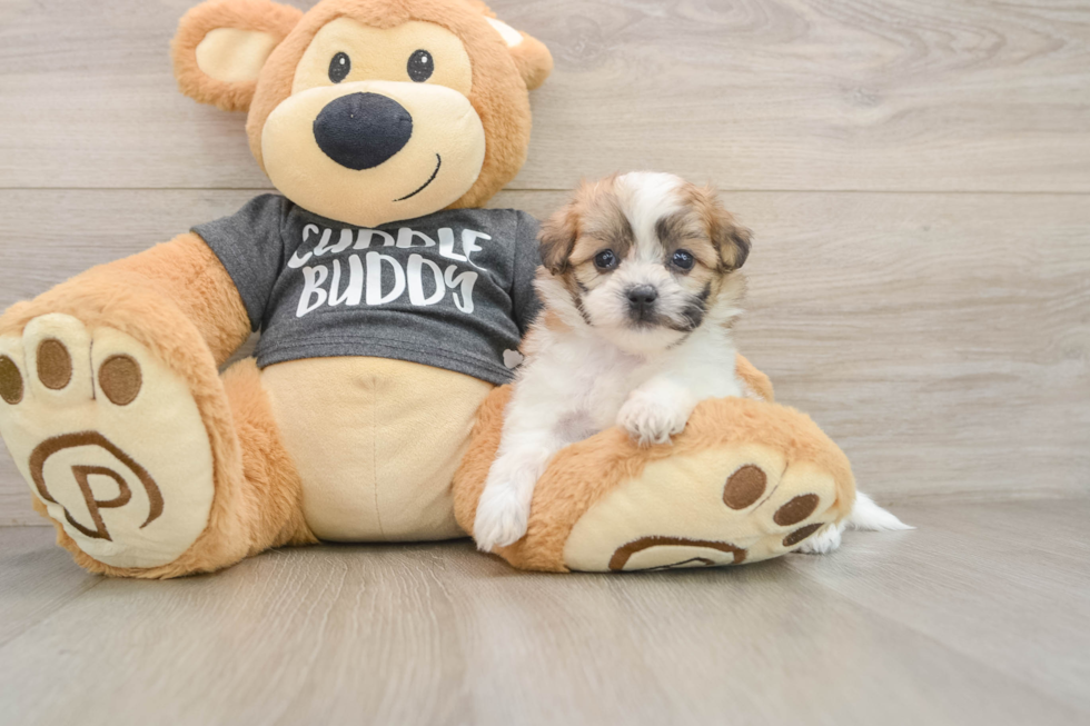 Little Shichon Designer Puppy