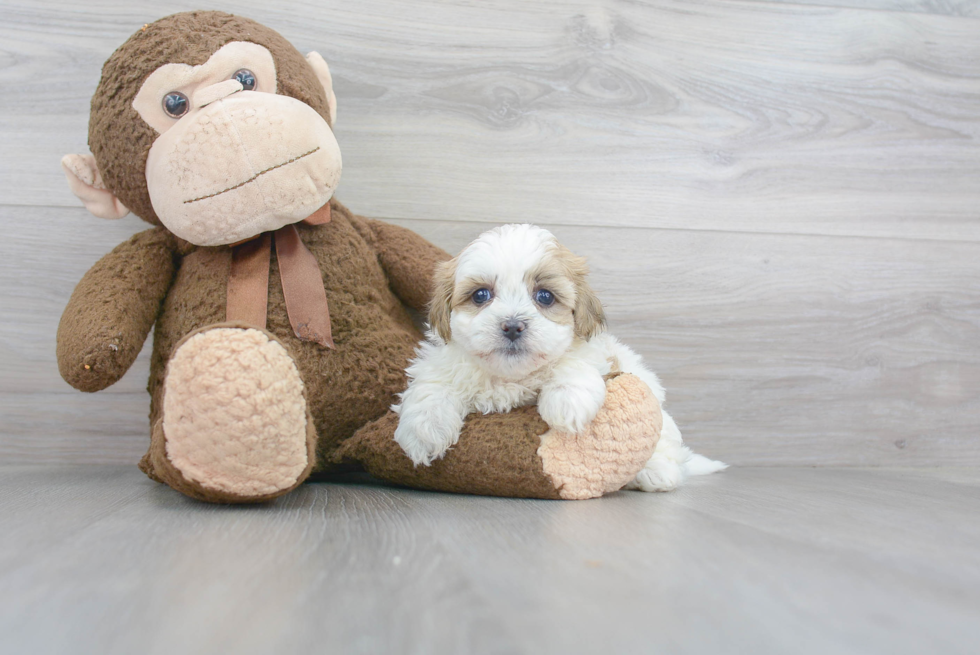 Teddy Bear Pup Being Cute