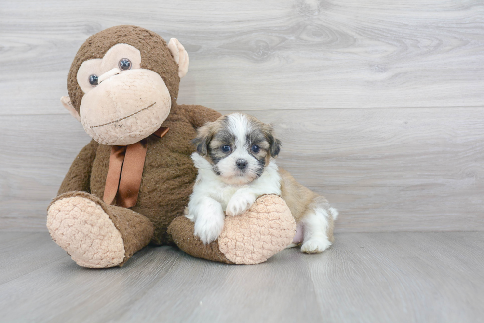 Teddy Bear Pup Being Cute